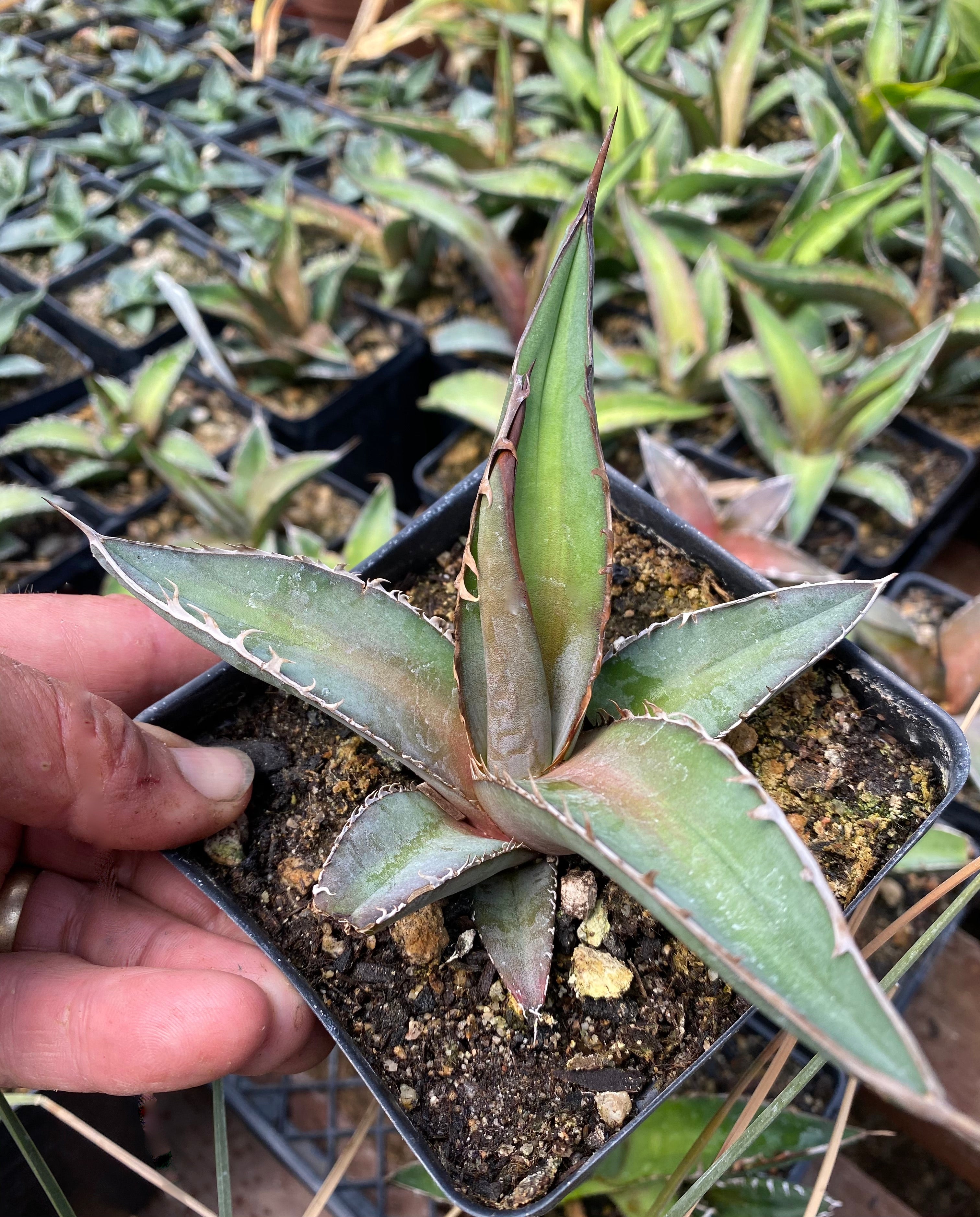 Agave quiotepecensis