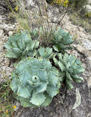 Agave isthmensis inland form
