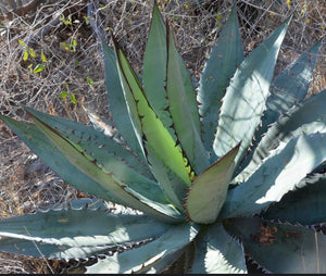 Agave quiotepecensis