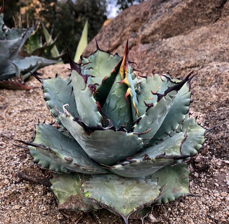 Agave TiMarg