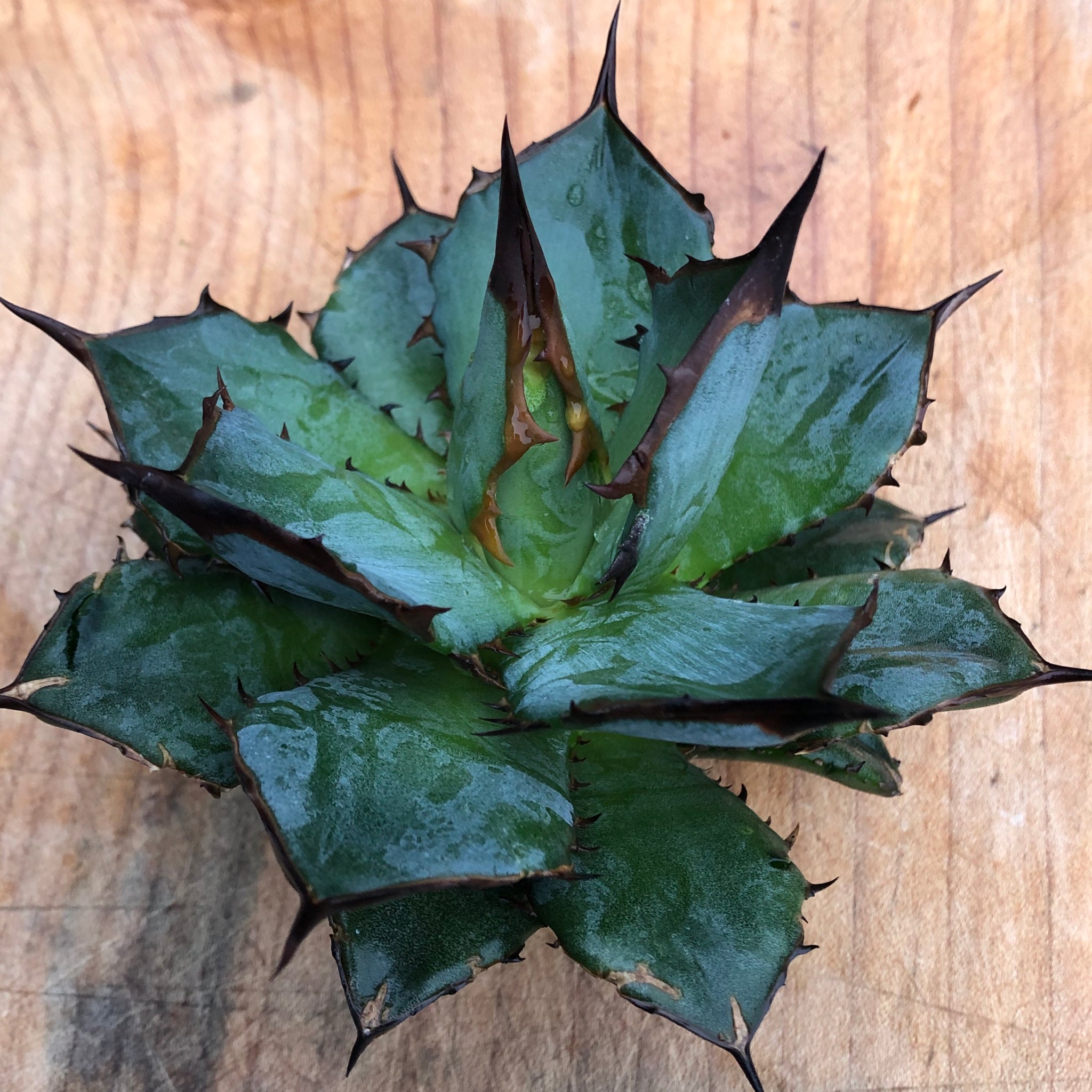 Products – Hidden Agave