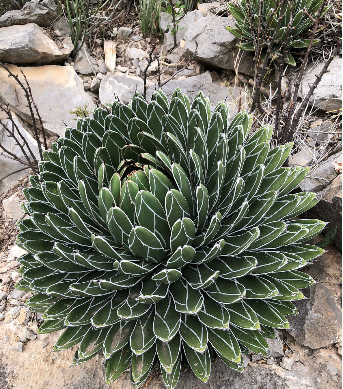 Products – Page 10 – Hidden Agave