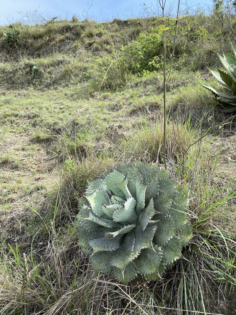 Agave isthmensis Chiapas type locality form