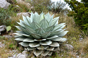 Agave ovatifolia