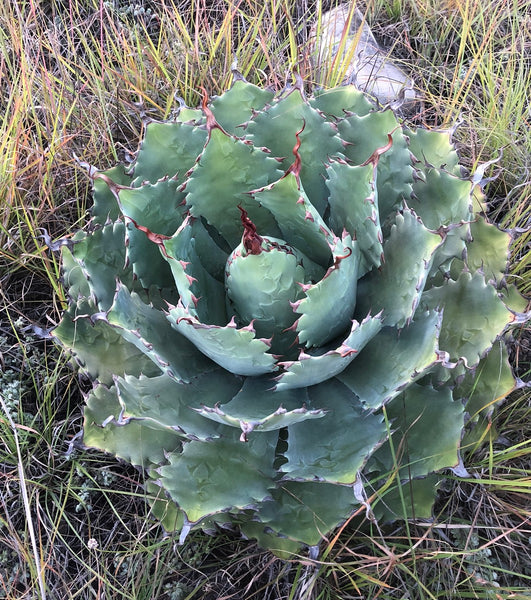 Agave nussaviorum – Hidden Agave