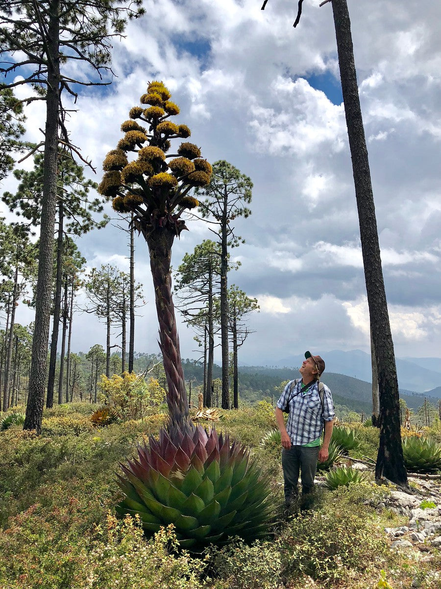 p*5様 【Lj_plants】C316アガベ Agave montana モン Agave Montana| Large and Beautiful Agave Plant For Sale